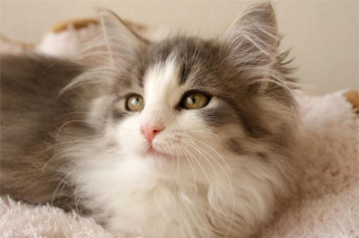 %e5%a4%96%e3%82%92%e8%a6%8b%e3%81%a4%e3%82%81%e3%82%8b%e3%83%8e%e3%83%ab%e3%82%a6%e3%82%a7%e3%83%bc%e3%82%b8%e3%83%a3%e3%83%b3%e3%83%95%e3%82%a9%e3%83%ac%e3%82%b9%e3%83%88%e3%82%ad%e3%83%a3%e3%83%83