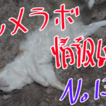 レメラボ情報誌NO13