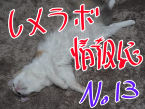 レメラボ情報誌NO13